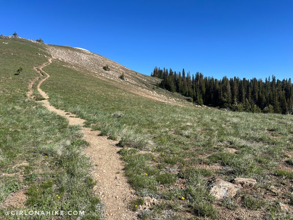 forests along Snow Horse Ridge Utah